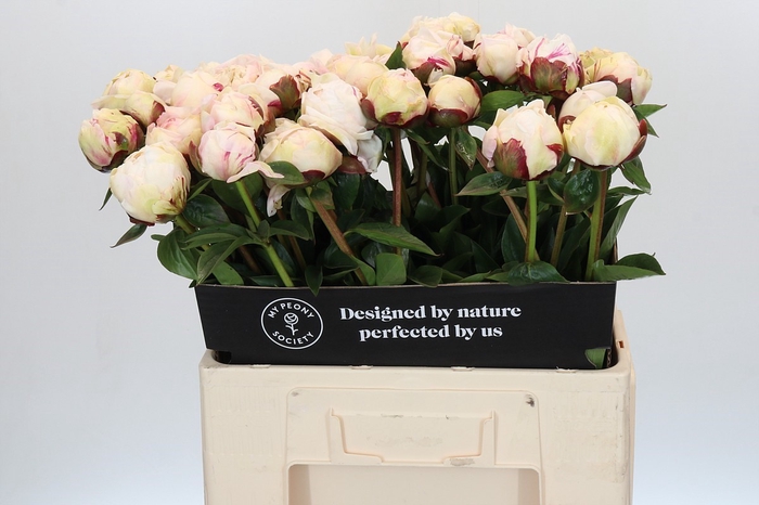 Paeonia Class Act