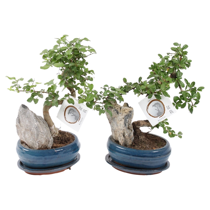 <h4>Bonsai   ...mix</h4>