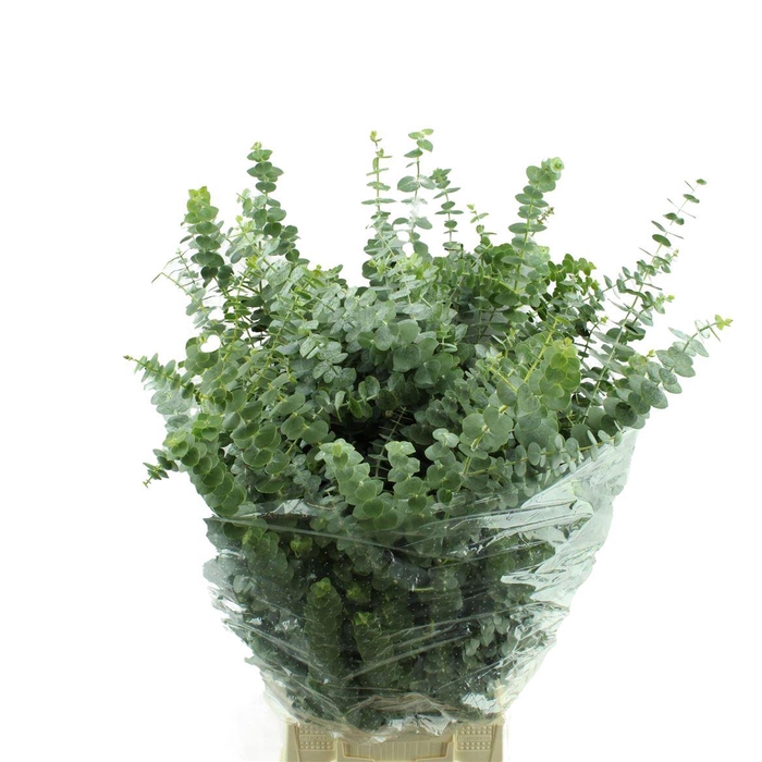 <h4>Baby Blue Lang</h4>