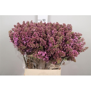 Syr V R V Horstenst 4+