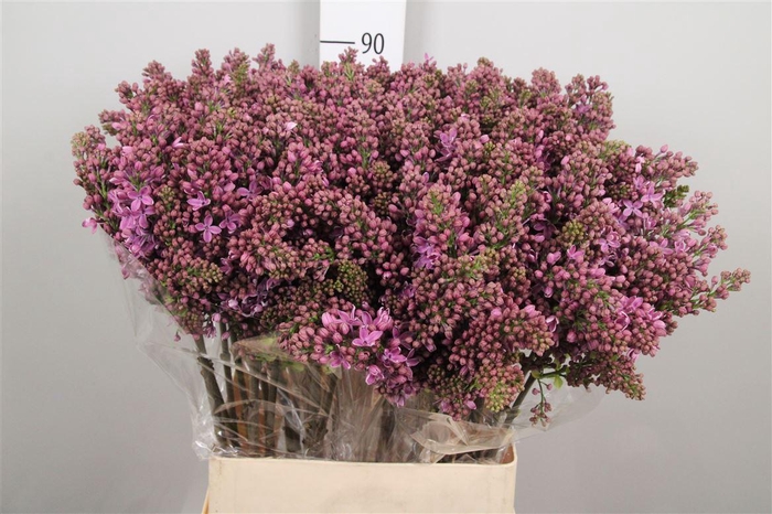 <h4>Syr V R V Horstenst 4+</h4>