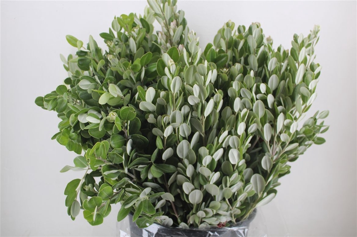 <h4>Pittosp Ralphi Leaves 400gr P Bunch</h4>