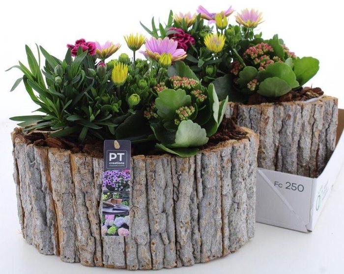 <h4>ARR TUINPLANTEN</h4>