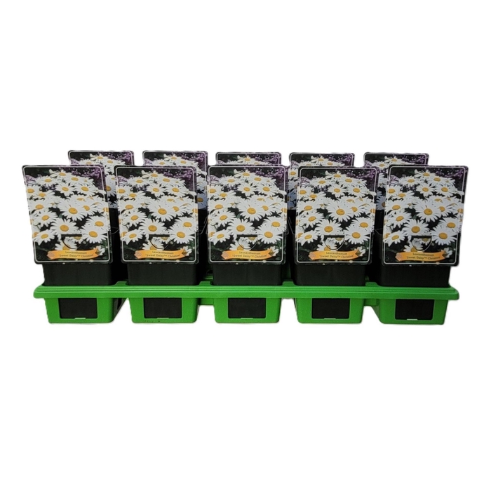 Leucanthemum vulgare