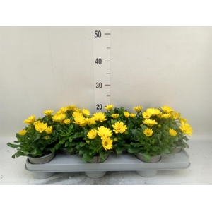 Osteospermum  'Margarita Yellow'