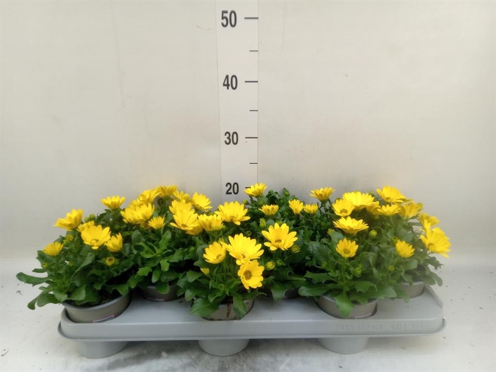 <h4>Osteospermum  'Margarita Yellow'</h4>