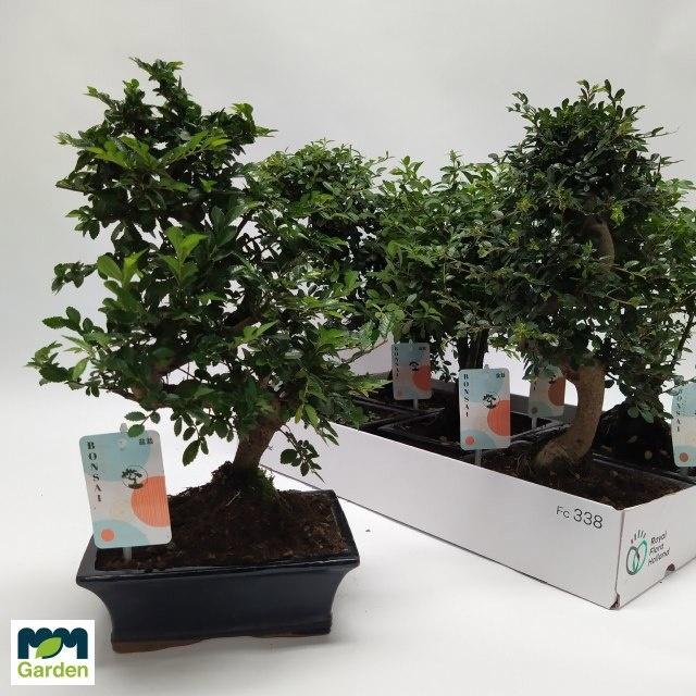 <h4>BONSAI GEM</h4>