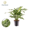 Aglaonema overig