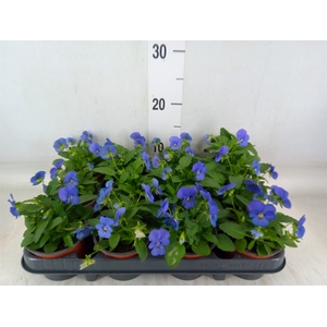 Viola corn. 'Evo Mini True Blue'