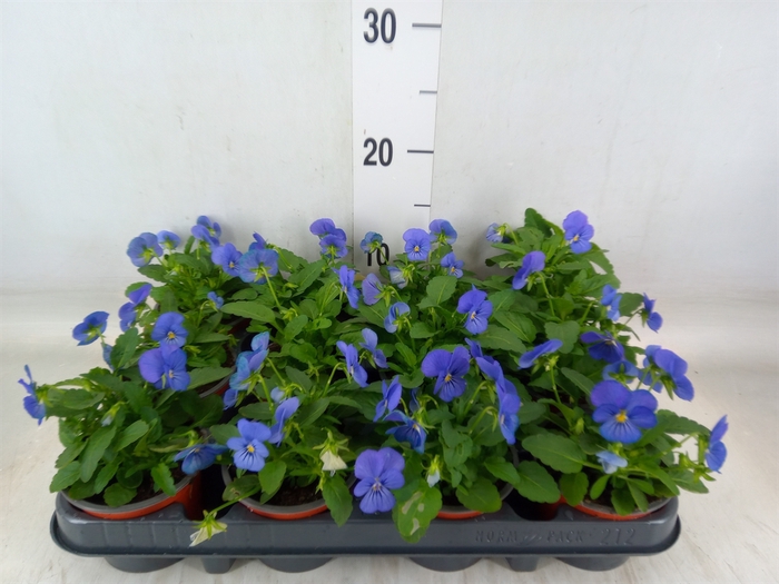 <h4>Viola corn. 'Evo Mini True Blue'</h4>