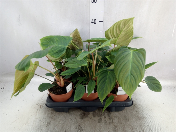 <h4>Philodendron   ...</h4>