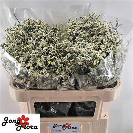 <h4>Lim Sin Mountain Diamond</h4>
