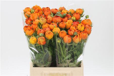 <h4>Ran El Orange</h4>