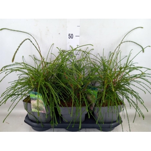 Thuja plicata 'Whipecord'