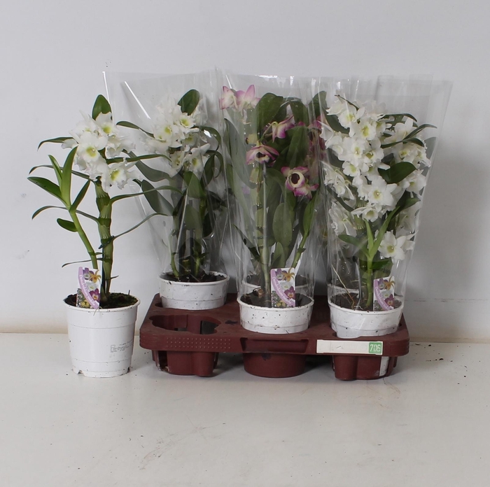 <h4>DEND NOBILE</h4>