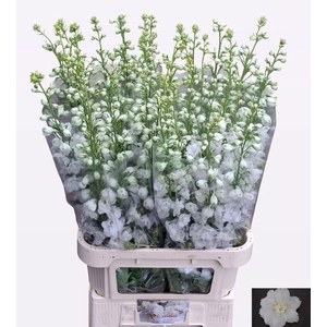 DELPH DU AURORA WHIT