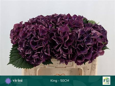 Hydr M Royal King