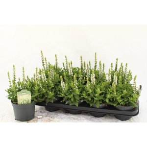 SALVIA NE SENS WHITE