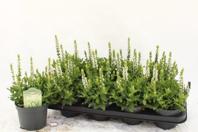 <h4>SALVIA NE SENS WHITE</h4>