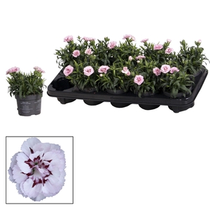 Dianthus - 10,5 cm - Oscar Pink and Purple