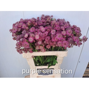 ASTRANTIA PURPLE SENSATION ASTR PUR