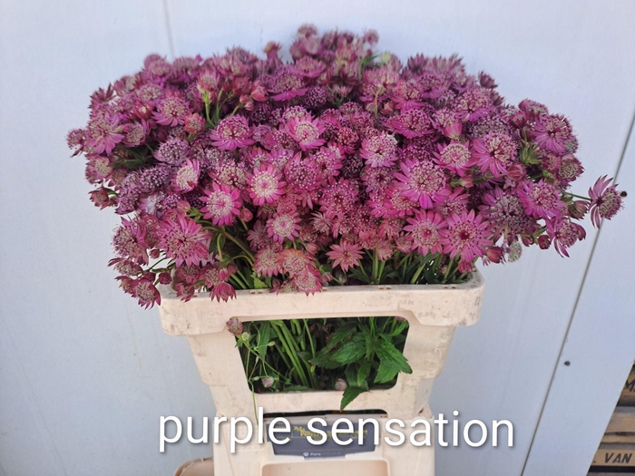 <h4>ASTRANTIA PURPLE SENSATION ASTR PUR</h4>
