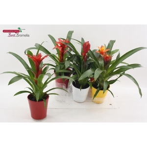 BROMELIA GEM