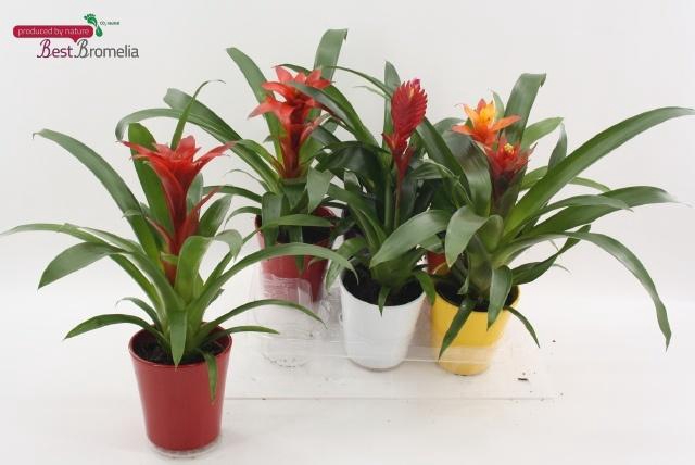 <h4>BROMELIA GEM</h4>