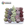 Sierra's® - Barcelona Succulent Mix (Collection)