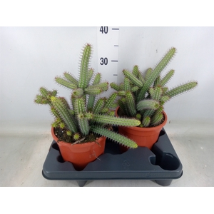 Euphorbia baioensis