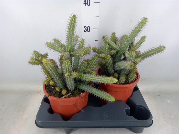 <h4>Euphorbia baioensis</h4>
