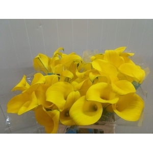 Calla Golden Nugget