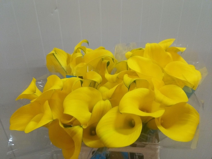 <h4>Calla Golden Nugget</h4>