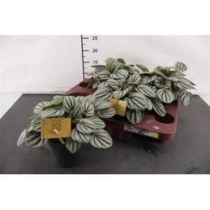 Peperomia 12 Cm. P. Mystique