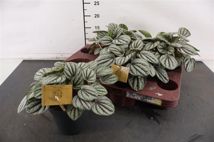 <h4>Peperomia 12 Cm. P. Mystique</h4>