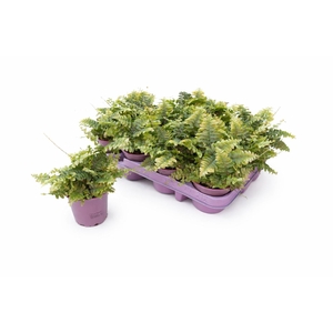 NEPHR EX GREEN MOMEN