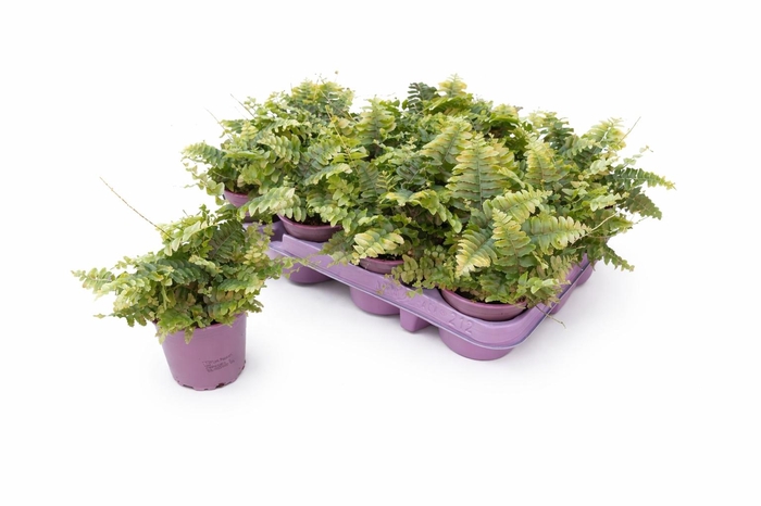 <h4>NEPHR EX GREEN MOMEN</h4>