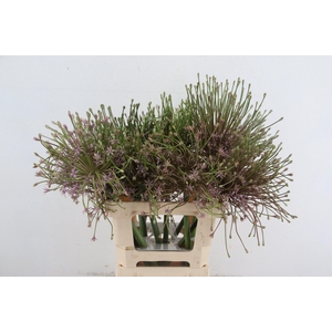 ALLIUM SCHUBERTII