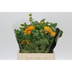 Ranunculus Moderna Proxima Dark