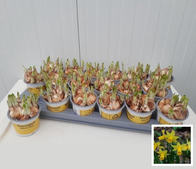 <h4>NARC O TETE A TETE</h4>