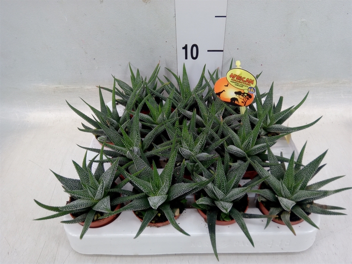 <h4>Haworthia fasciala 'Concolor'</h4>