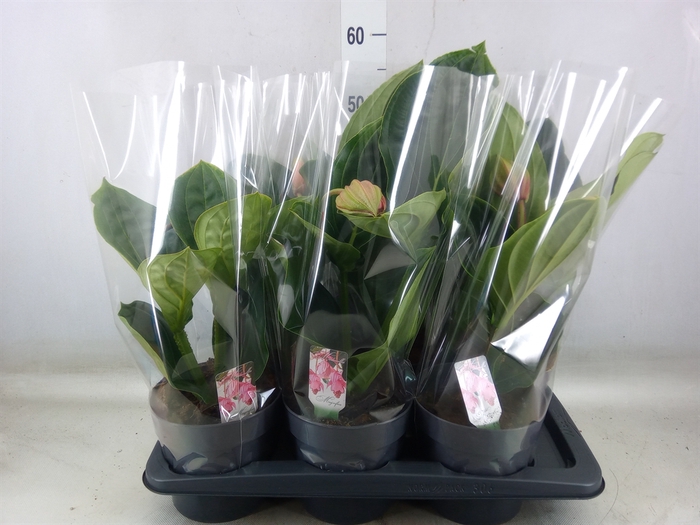 <h4>Medinilla magnifica 'Flamenco'</h4>