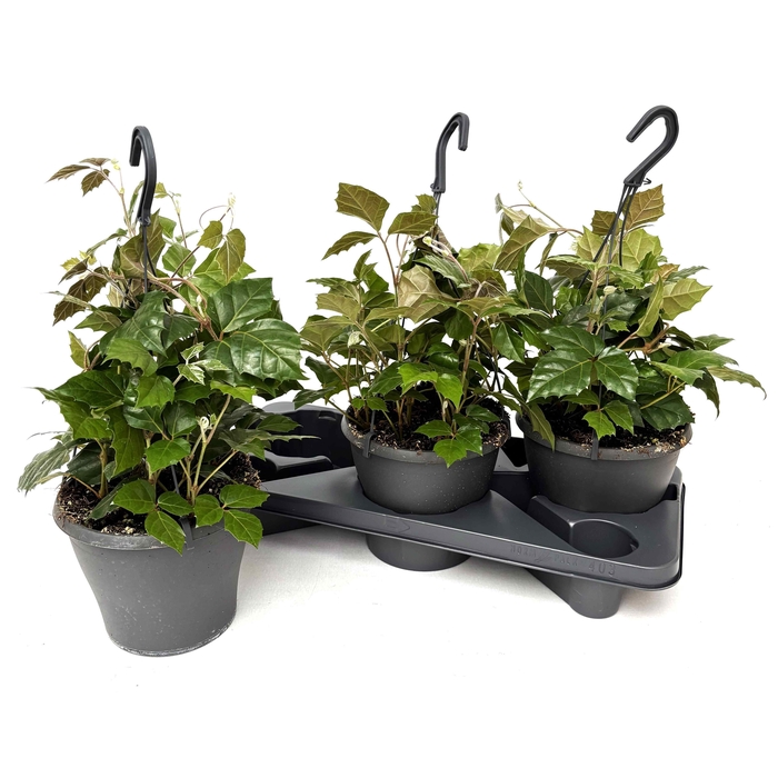 <h4>Cissus Rhombifolia 19Ø 25cm</h4>