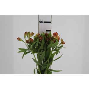 ALSTROEMERIA CINNAMON 080 CM