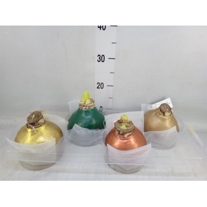 Hippeastrum   ...waxed H%