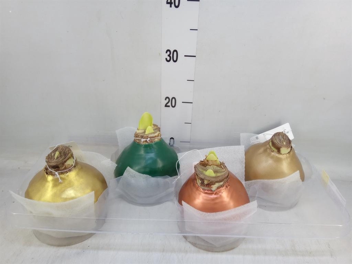 <h4>Hippeastrum   ...waxed H%</h4>