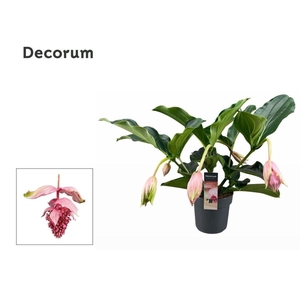 Medinilla Magnifica 2 etage 5 knop (Decorum)