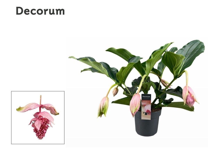 <h4>Medinilla Magnifica 2 etage 5 knop (Decorum)</h4>