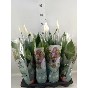 Spathiphyllum  'Sweet Ricardo'