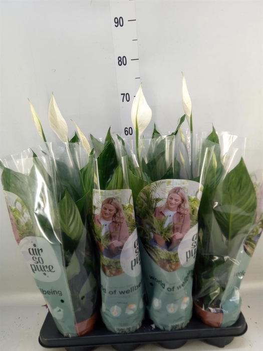 <h4>Spathiphyllum 'Sweet Ricardo'</h4>